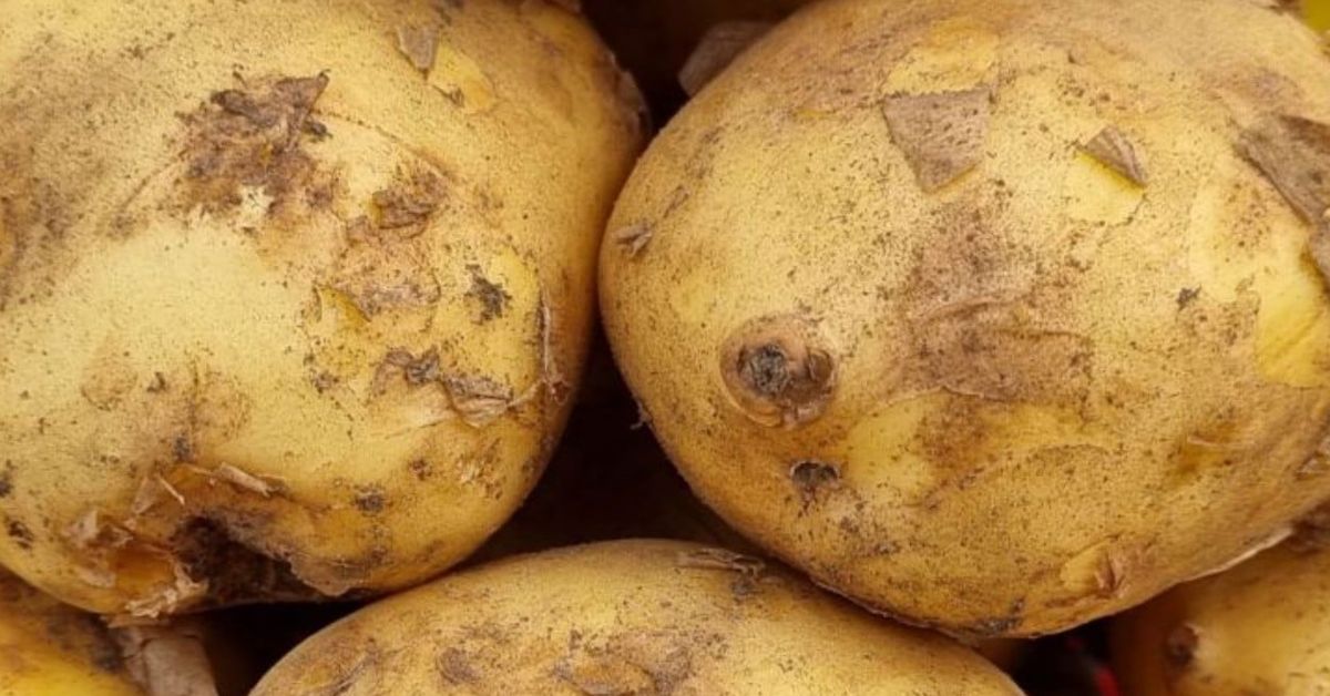 Как готвачите правят картофеното пюре въздушно без грам масло Едър план на необелени картофи със следи от пръст и лющеща се кора.