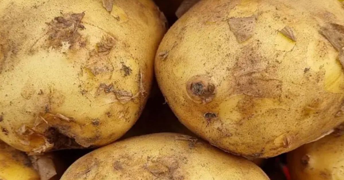 Защо картофите потъмняват след обелване и как да ги запазите снежнобели Пресни жълти картофи с пръст и обелена кора, подредени на купчина.