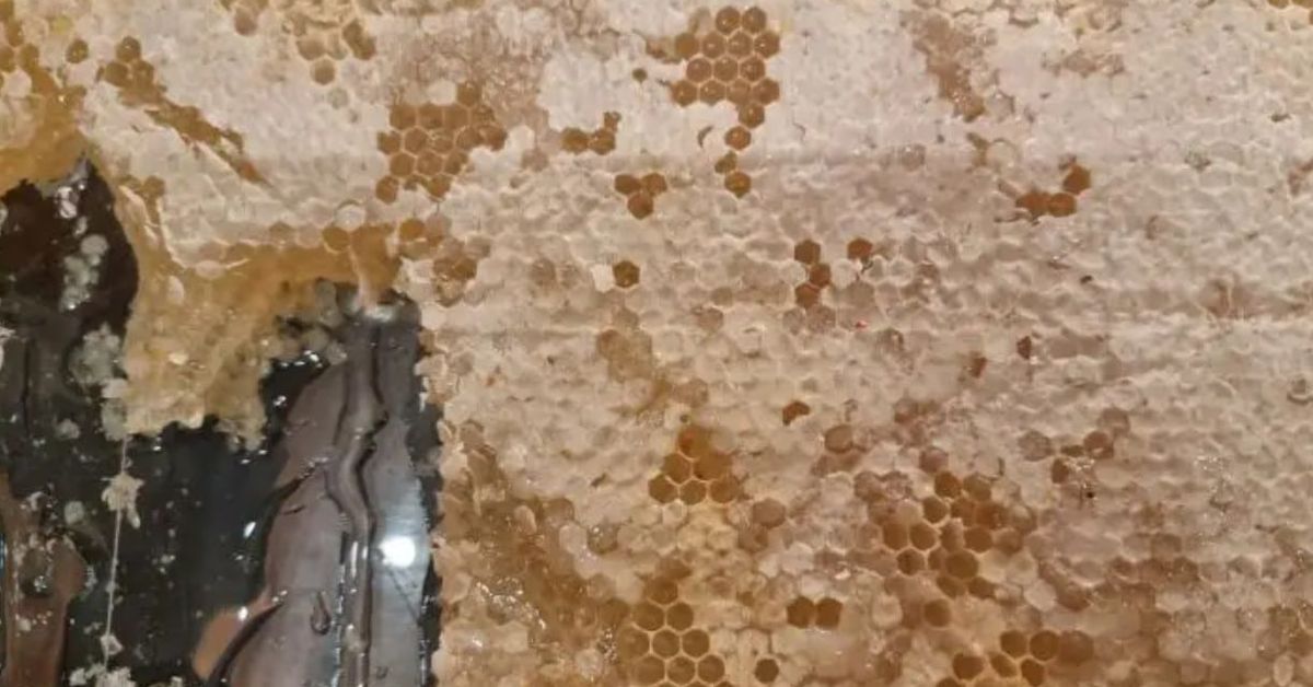 С какво не бива да комбинирате меда: какво всъщност казва науката Свежа пчелна пита с мед, капещ от разпечатани участъци.