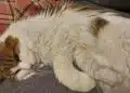 Котката ви носи плячка у дома? Ето какво всъщност означава това поведение 4